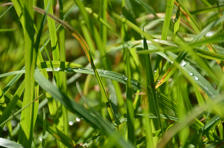 Grass, Grün, Natur, Hintergrund, Tropf, Grashalm