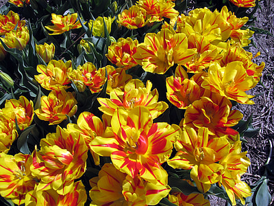 tulipes, flora, groc, flors de primavera, flors