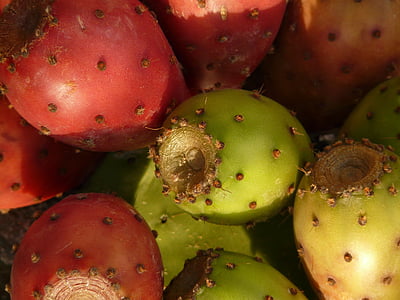 figue de barbarie, Cactus, figues sèches, fruits, rouge, comestibles, plante