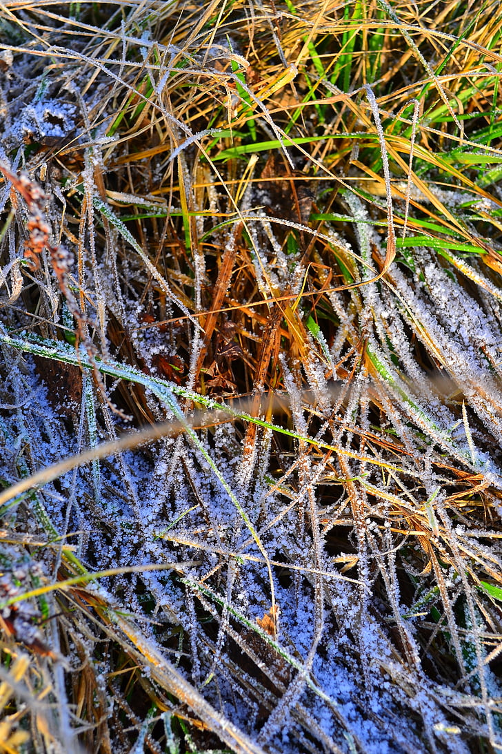 gräs, Frost, vinter, frostiga, hårda rimfrost, zers, naturen