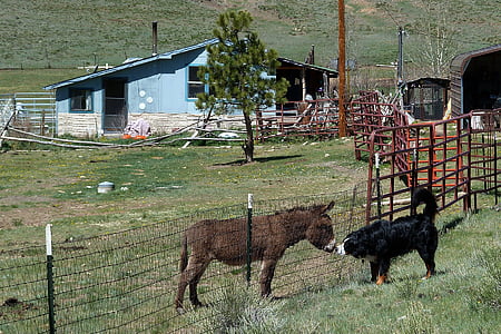 donkey, bernese mountain dog, canine, landscape, nature, animal