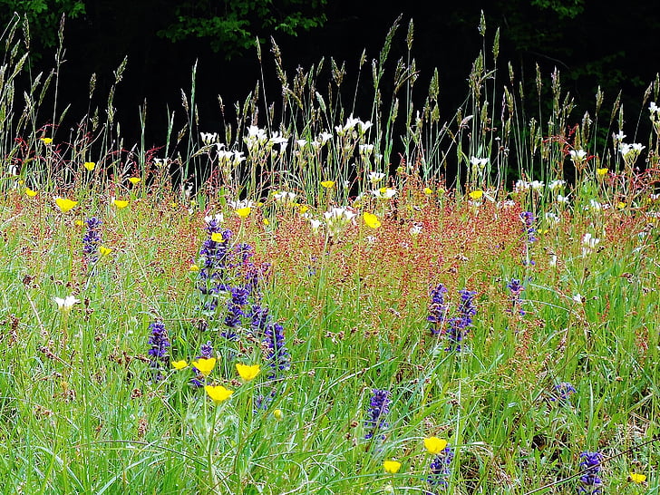 bunga, warna, bidang, Prairie, hijau, alam