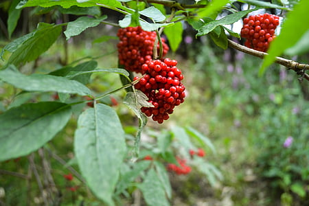 baies, arbust, vermell, rowanberries, arbre, vermell de Baia, natura