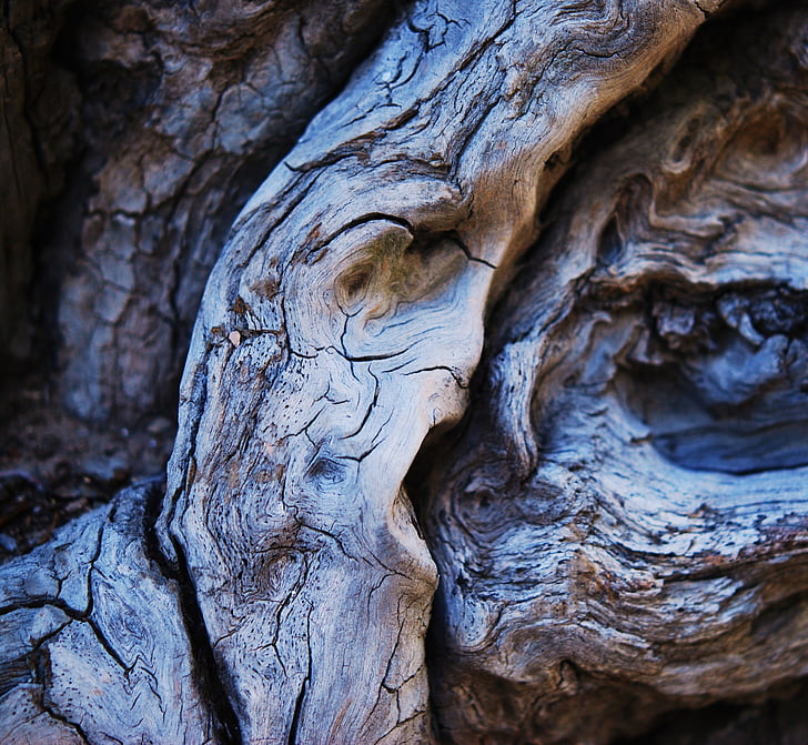 Деревина, обличчя під дерево, Природа, Старий, суха деревина, Мертве дерево, дерево