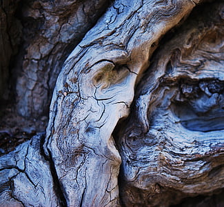 hout, gezichten in hout, natuur, oude, droog hout, dode boom, boom