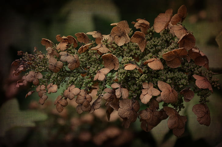hydrangea, flower, nature, dead, dry, plant