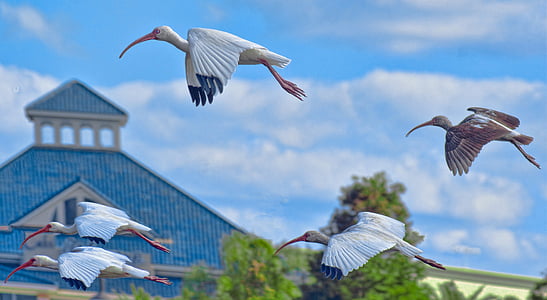 guindastes, aves, voando, Grus canadensis, Florida, Parque, ao ar livre