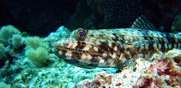 buceo, bajo el agua, pez lagarto, Coral, mundo submarino, mar, agua