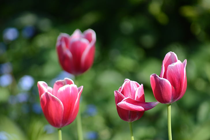 Tulip, blomst, forår, haven