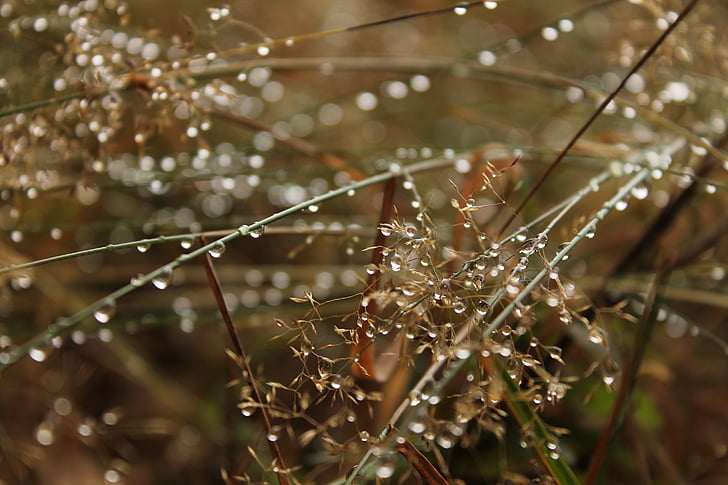 dew, drop, water, grass, rain, nature, dew-drop