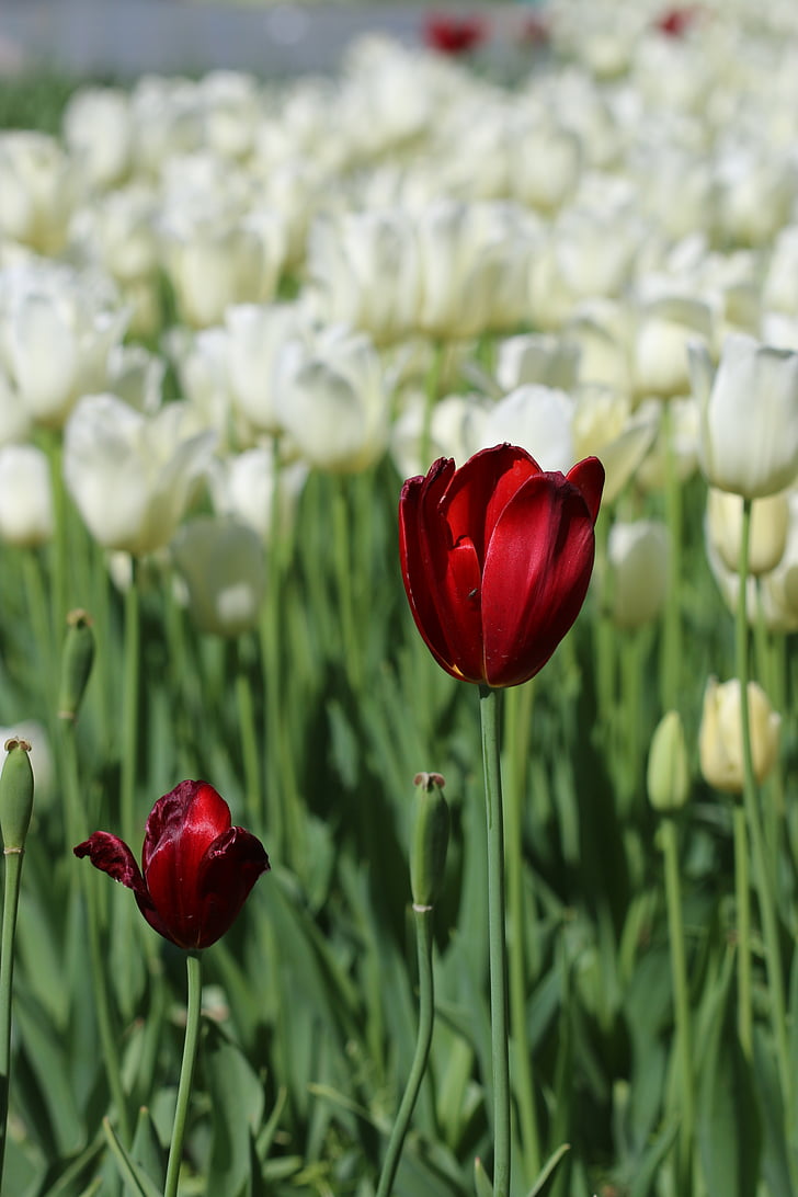 Tulipaner, hvid, Pink, gul, blomst, plante, natur