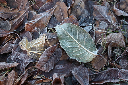 frost, nature, winter, leaf, lövhög