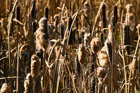 cattails, reeds, bulrush, nature, plant, wetland, pond