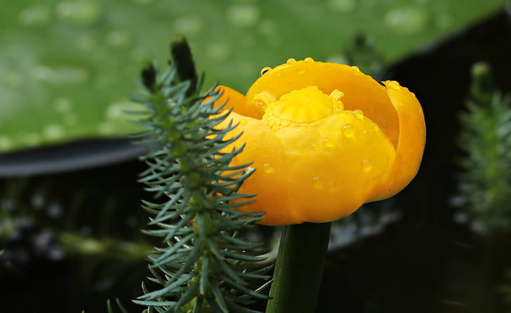 pond flower, teichmummel, mummel, small, mini, blossom, bloom