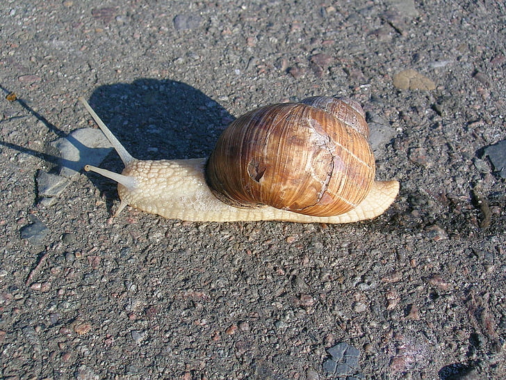 snail, creep, asphalt