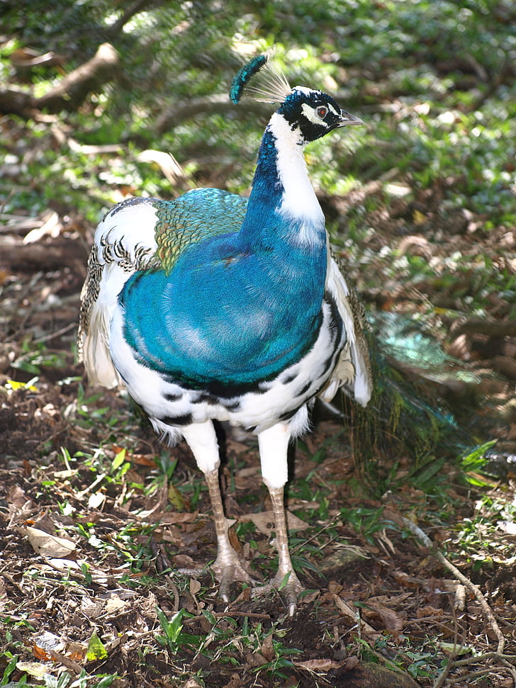 looma, paabulind, Peacock harlequin, lind, loodus, Feather, Wildlife