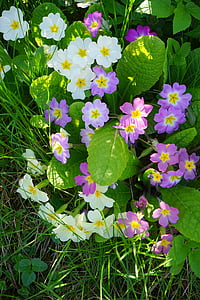 primrose, flower, blossom, bloom, white, colorful, mixed