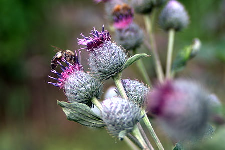 thistle, flower, bee, meadow, summer, plant, spikes