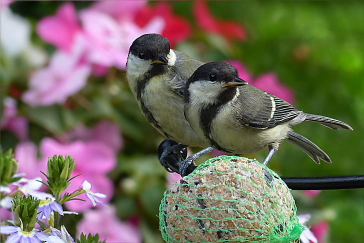 great tits, parus major, bird, young, foraging, garden, nature