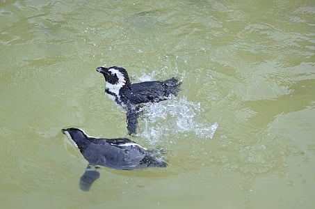 penguins, water, speters, spetter, nature, drops, spetters