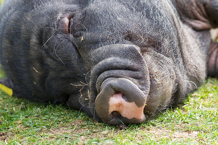 腹鍋豚, 豚, 睡眠, 動物, ファーム, 厚い, 居眠り
