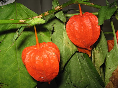physalis, fruit, red, flower, blossom, bloom, healthy