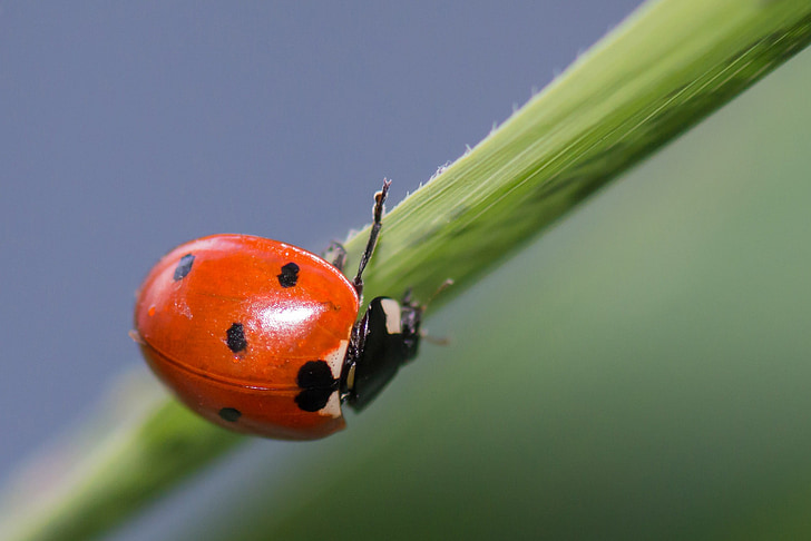 Ladybug, Ladybird, Coccinella septempunctata, Dekkvingene, rød, vinger, insekter