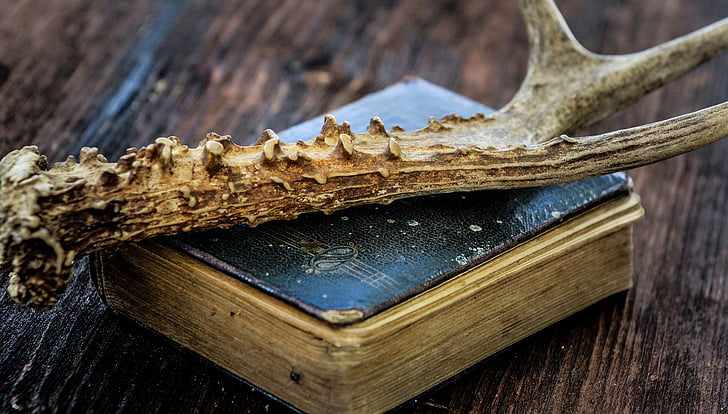 book, old book, antique, antler, wood, wooden table, close