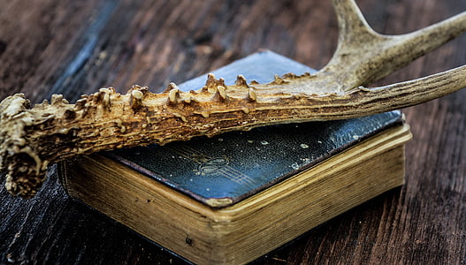 knjiga, stari knjigi, starinsko, rogovja, lesa, leseno mizo, blizu