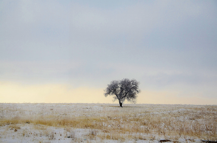 treet, Vinter, blå, natur, himmelen, landskapet, snø