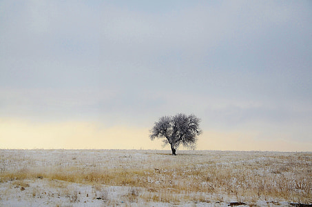 arbre, hiver, bleu, nature, Sky, paysage, neige