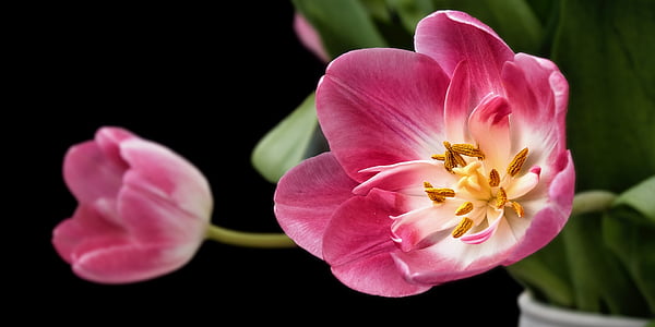 tulip, tulips, sharpness game, flower, flowers, bloom, blossomed