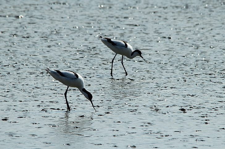 Avocet, Recurvirostra avosetta, seevogel, ptak Watt, woda ptak, ptak, ptaki