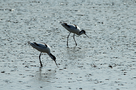 avocet, recurvirostra avosetta, seevogel, watt bird, water bird, bird, birds