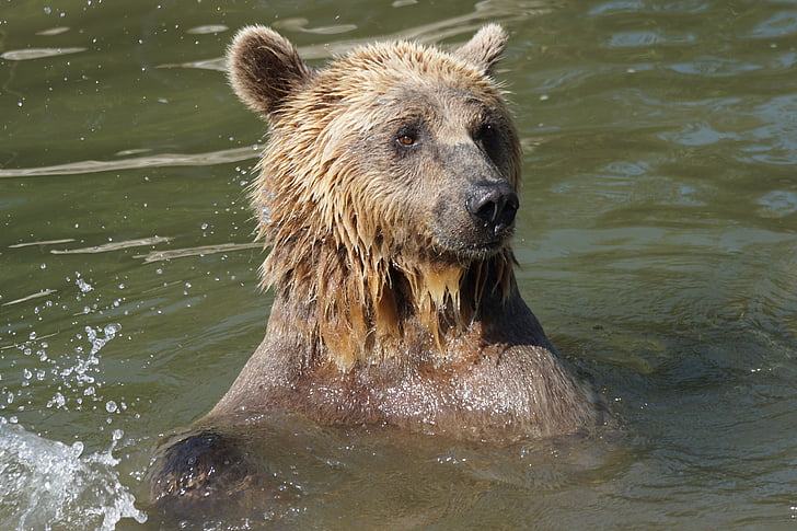 Niedźwiedź, wody, mokra, zwierząt, dzikich zwierząt, ssak, niedźwiedź brunatny
