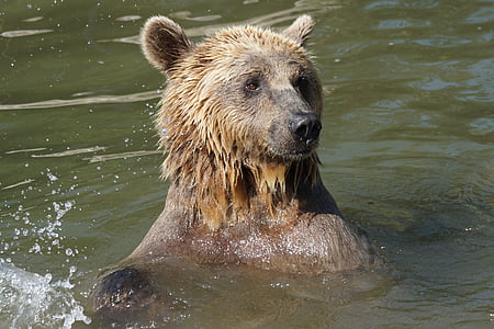 медведь, воды, мокрый, животное, Дикая природа, млекопитающее, бурый медведь