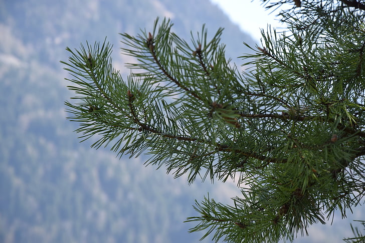 needles, tree, pine, nature, conifer, branch, conifer branch