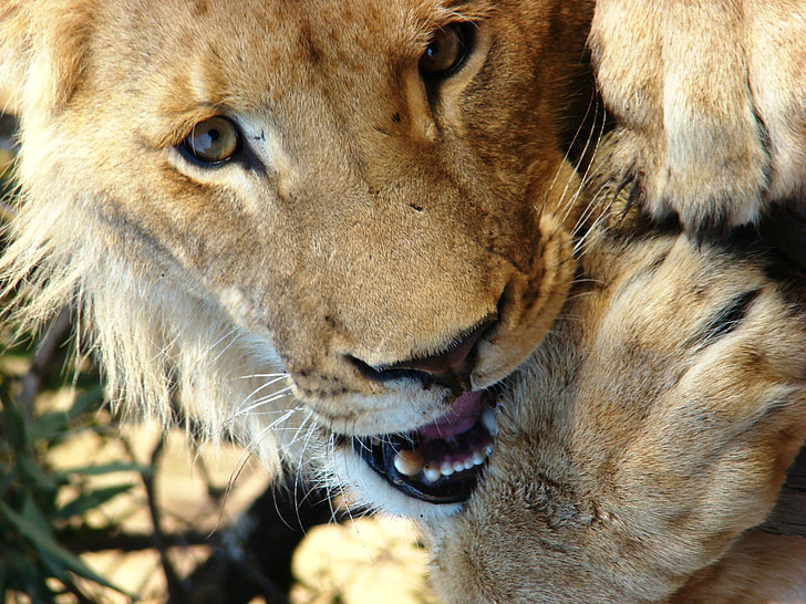 Lauva, Dienvidāfrikas Republika, dzīvnieku, dzīvnieku pasaule, savvaļas dzīvnieki, plēsoņa, Nacionālais parks