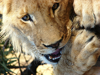 สิงโต, แอฟริกาใต้, สัตว์, โลกของสัตว์, สัตว์ป่า, นักล่า, อุทยานแห่งชาติ