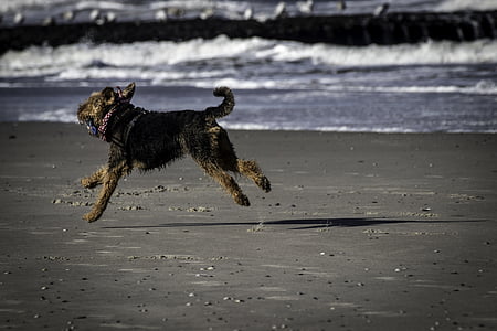 Hund, Meer, Strand, Hund am Strand, Spaß, Hund im Urlaub, laufender Hund