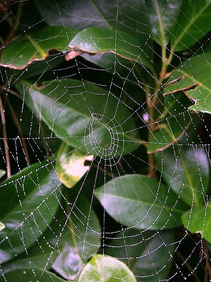 cobweb, network, networking, droplets, drip, water, unfinished
