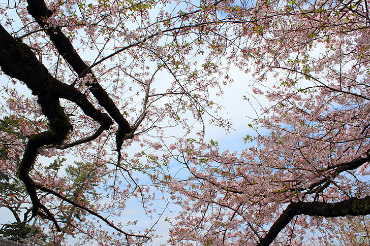 třešeň, dřevo, hrad, stromy lemované, jaro, Japonsko