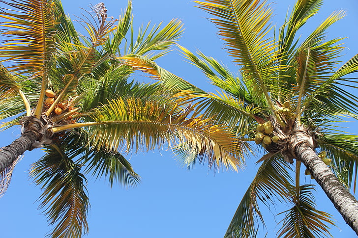 Palma, coco, árbol, Ile, vacaciones
