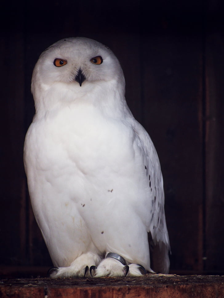 Coruja, Snowy owl, nocturnal, pássaro, animal, gabinete, Branco
