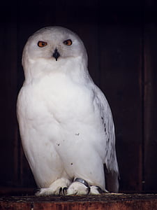 owl, snowy owl, nocturnal, bird, animal, enclosure, white