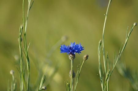 flower, blue, grass, nature, summer, plant, meadow
