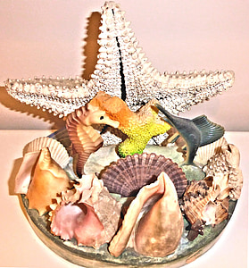 authentic sea shells, star fish, atlantic ocean, ornament