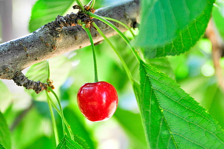 Berry, ovocie, Leaf, jedlo, čerstvé, sladký, zdravé