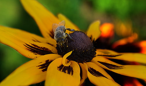 φύση, λουλούδι, Κίτρινο, λεπτομέρεια, μέλισσα, μακροεντολή, φυτό