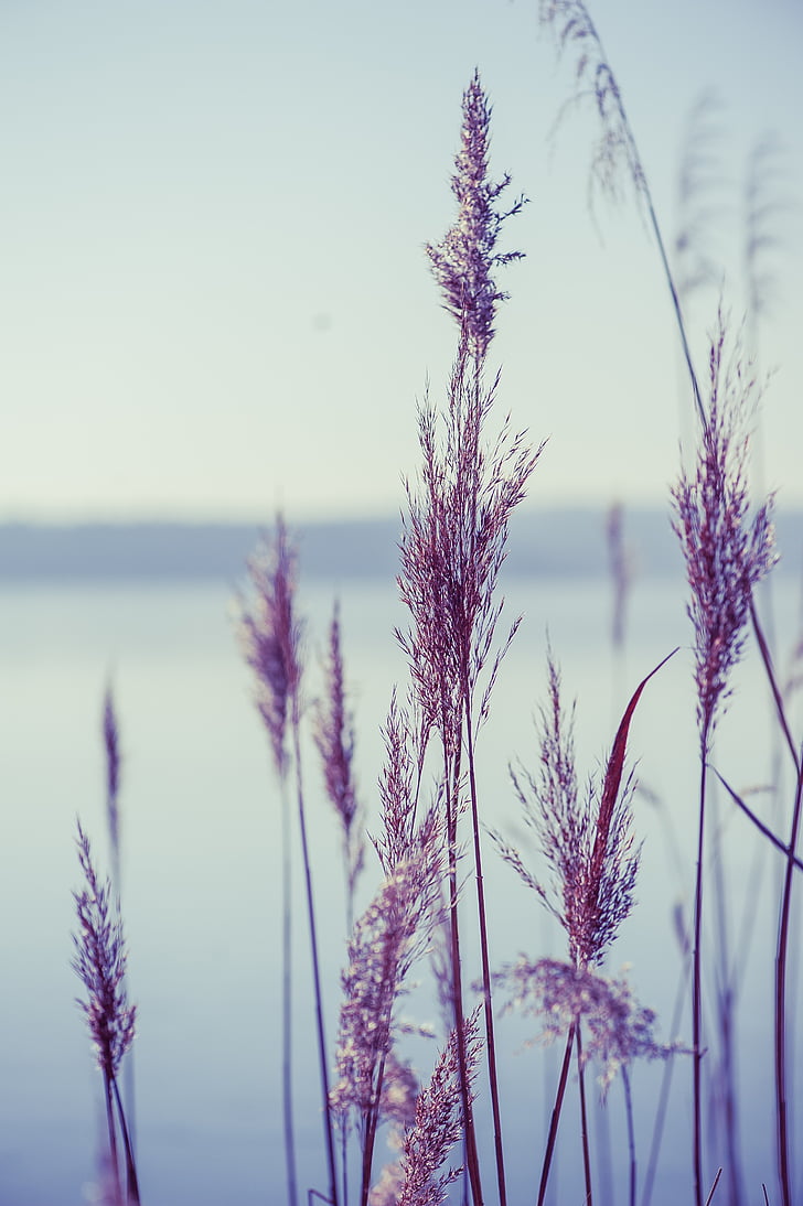 lake, nature, reed, plant